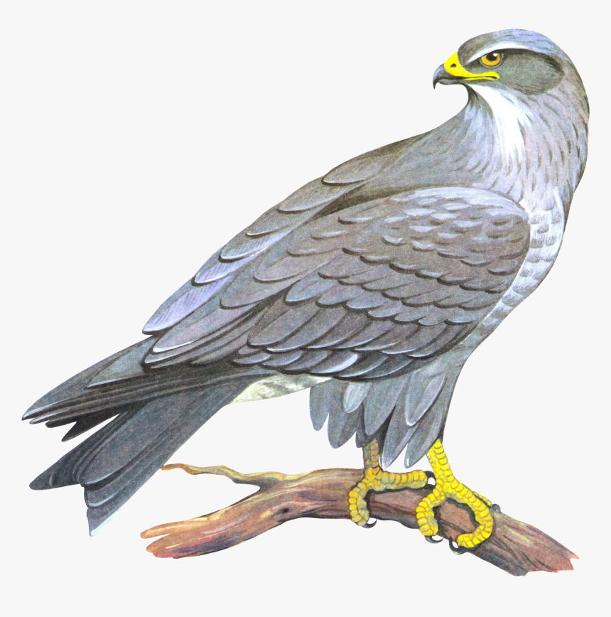 Transparent Falcon Flying Clipart - Falcon Png, Png Download, Free Download