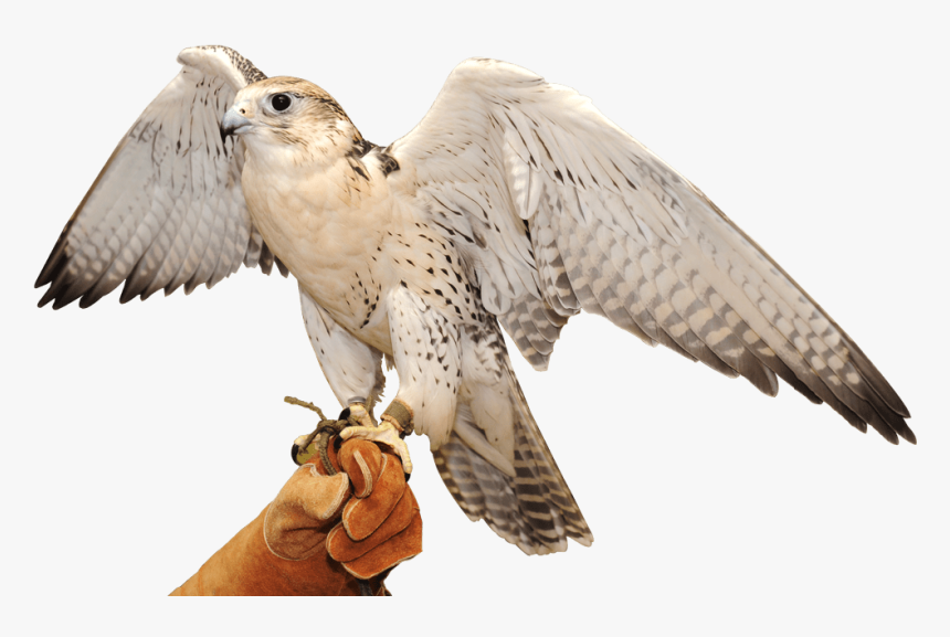 Abu Dhabi Falcon Hospital Hawk Image Portable Network - Falcon Transparent, HD Png Download, Free Download