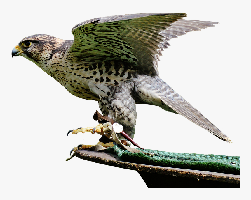 Falcon Raptor, HD Png Download, Free Download