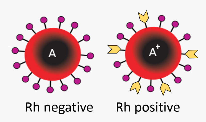 Blood Types Rh Abo Blood Type - Red Blood Cells Type, HD Png Download, Free Download