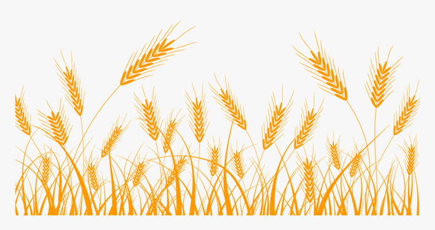 Wheat Clip Art Rice - Wheat Vector, HD Png Download, Free Download