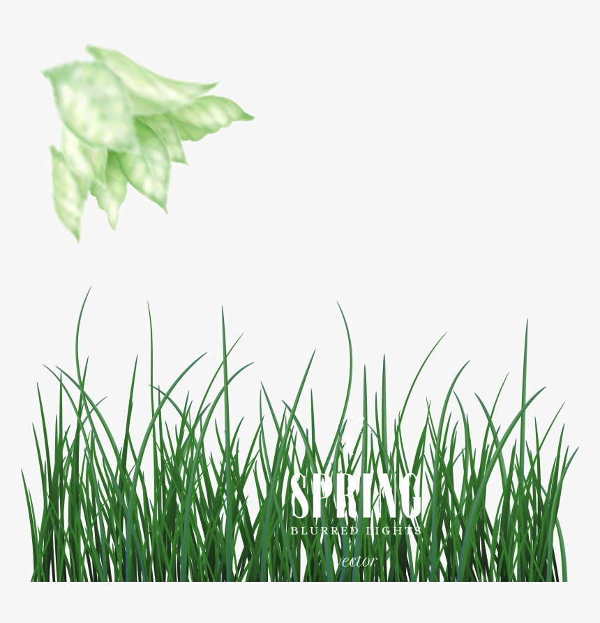 Green Euclidean Vector - Hierochloe, HD Png Download, Free Download