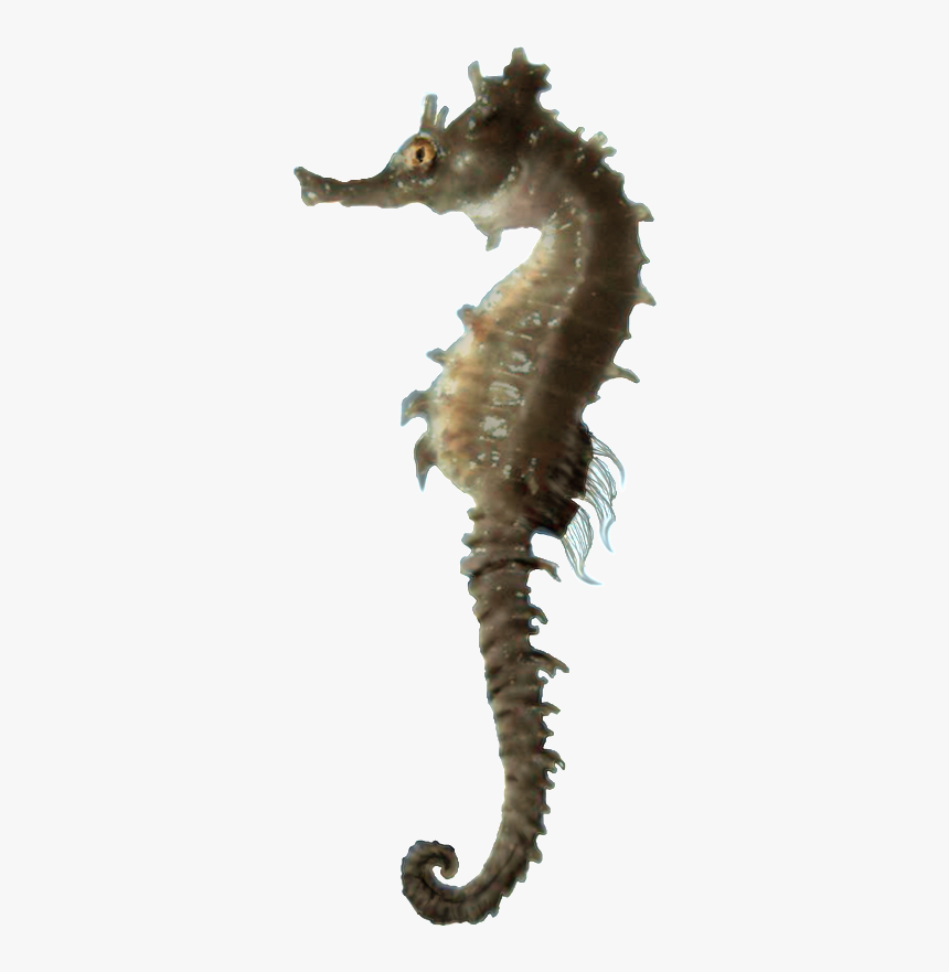 Images Download Seahorse Png Free - Sea Horse Hd Png, Transparent Png, Free Download
