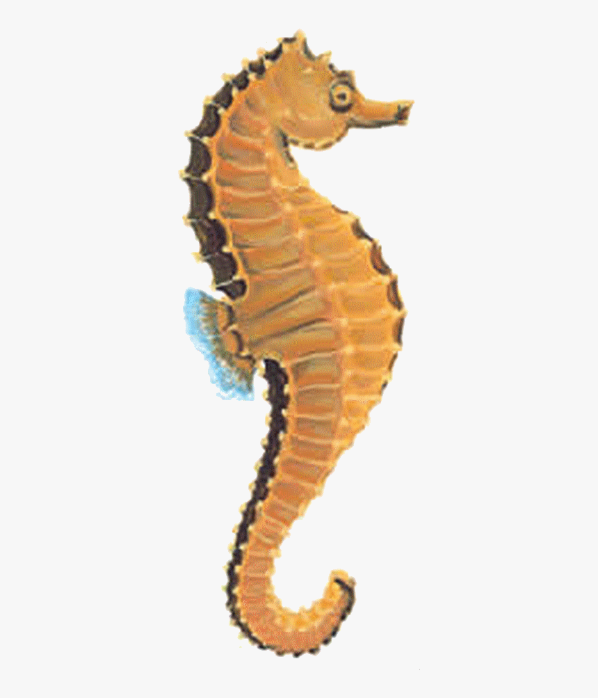 Seahorse Png, Transparent Png, Free Download