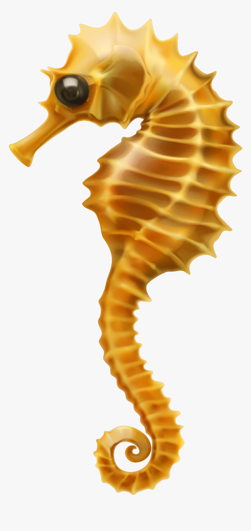 Seahorse Clip Art - Seahorse Pictures White Background, HD Png Download, Free Download
