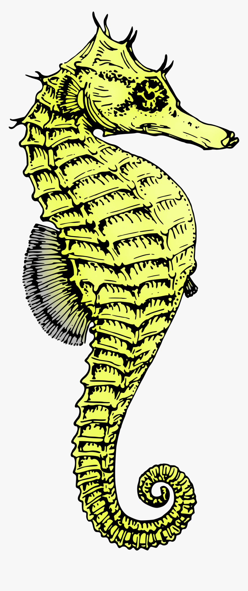 Seahorse Png - Black And White Seahorse, Transparent Png, Free Download