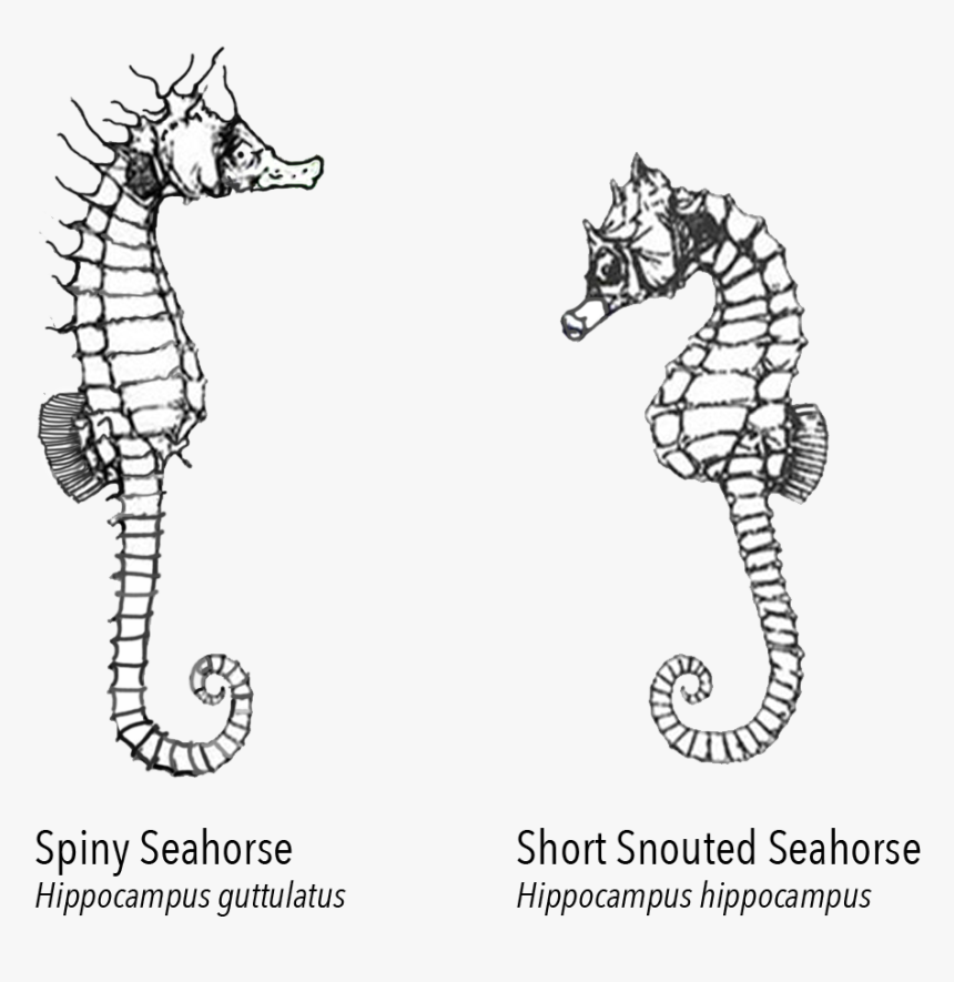 Northern Seahorse - Cartoon, HD Png Download, Free Download