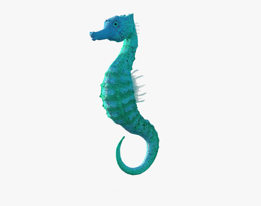 Seahorse, Animal, Meeresbewohner, Animal World, Ocean - Морской Конек Пнг, HD Png Download, Free Download