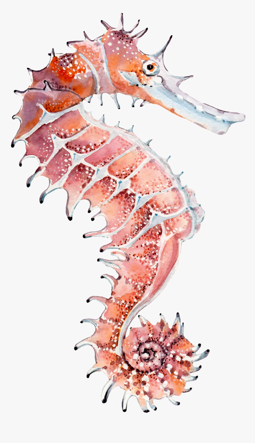 Seahorse Png Transparent Images - Клипарт Морской Маяк, Png Download, Free Download