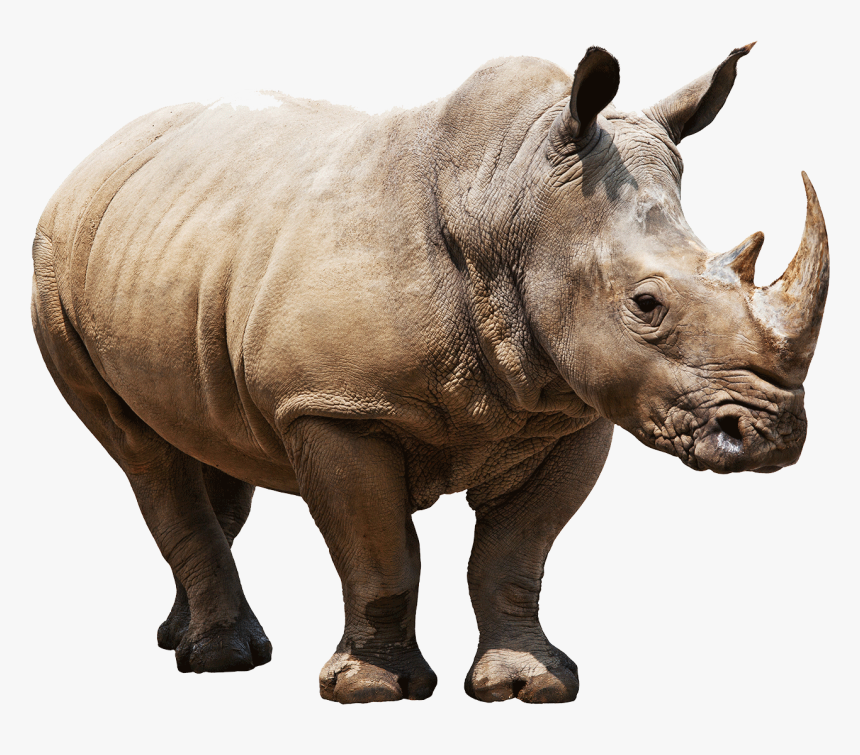 Huge Rhino - Rhino Png, Transparent Png, Free Download