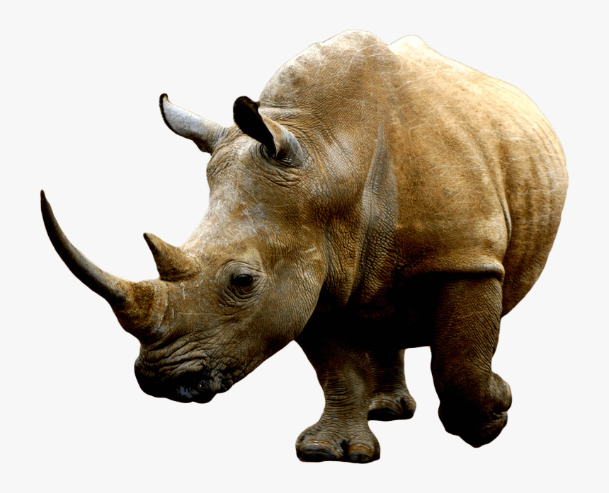 Brown Rhino - Rhino Transparent Background, HD Png Download, Free Download