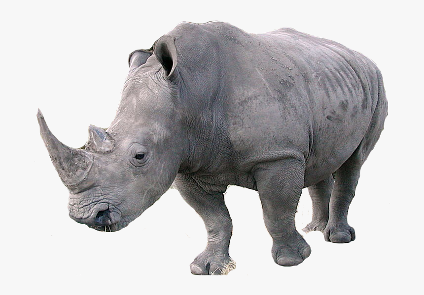 Download Rhinoceros Png - Rhinoceros Png, Transparent Png, Free Download