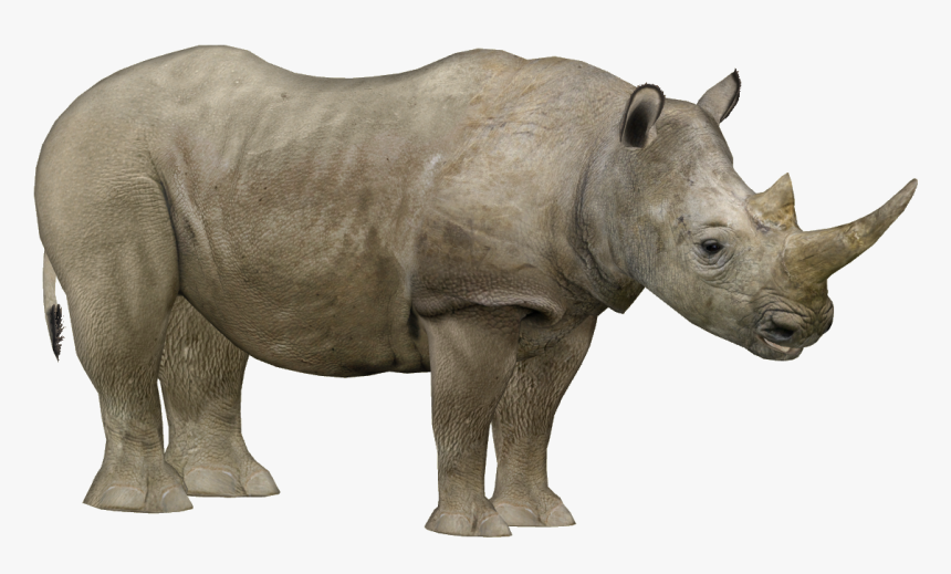 Zoo Tycoon 2 Rhino, HD Png Download, Free Download