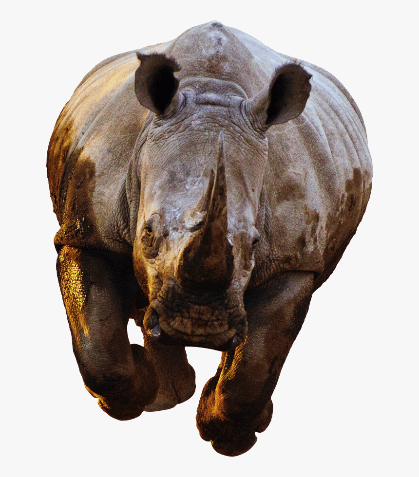 Rhino Front View Running - Rhino Front Png, Transparent Png, Free Download