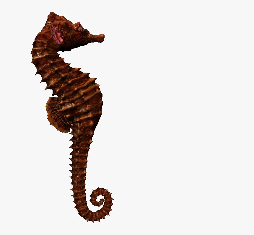 Northern Seahorse , Png Download - Seahorse Png, Transparent Png, Free Download