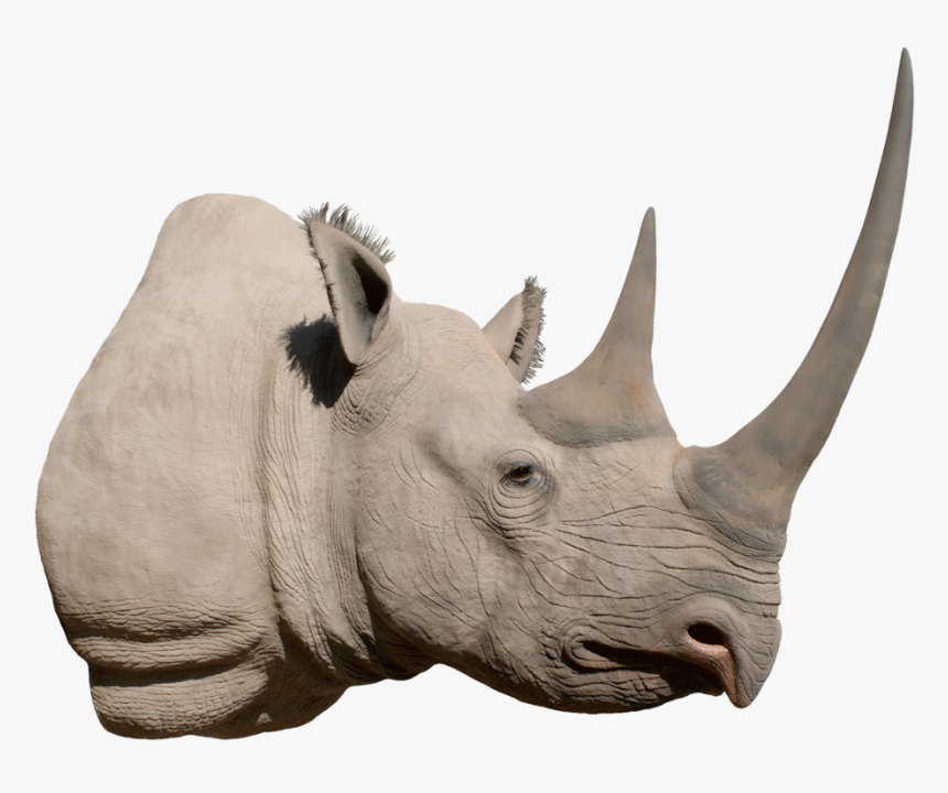 Rhino Png Image Background - Black Rhino Head Png, Transparent Png, Free Download