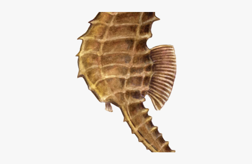 Seahorse Png Transparent Images - Sea Horse Without Background, Png Download, Free Download