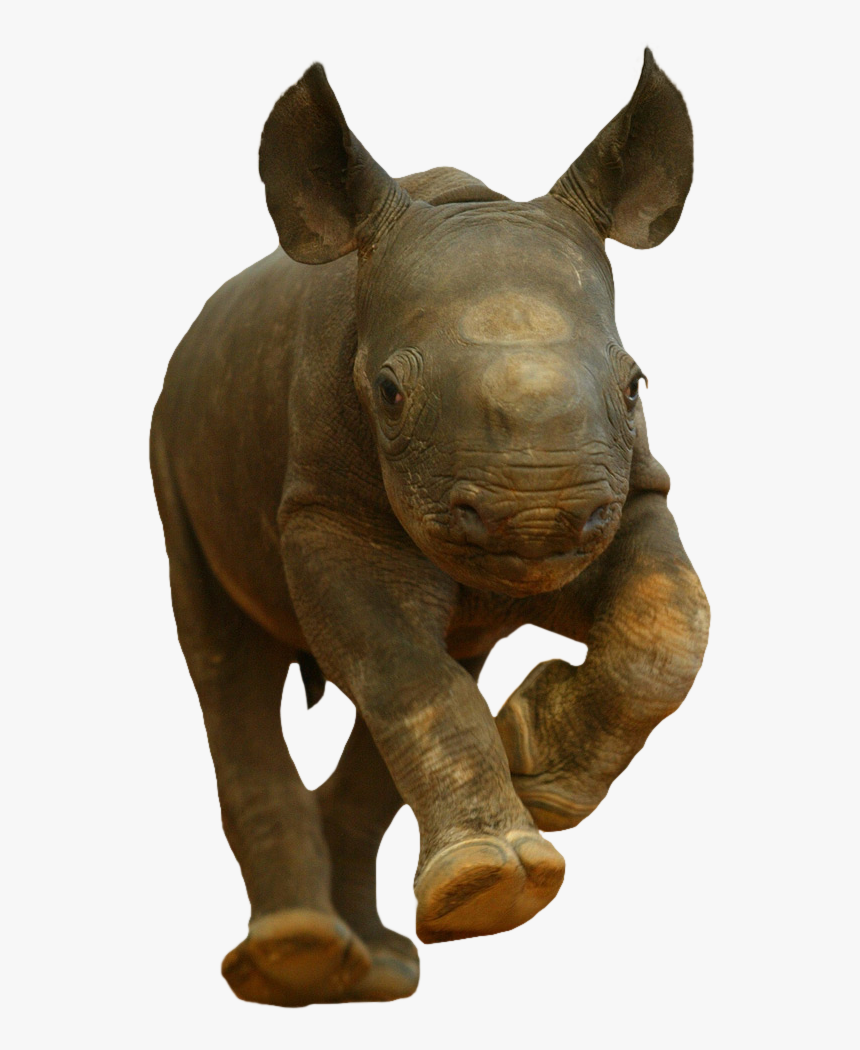 Transparent Rhino Png - Cute Baby Black Rhino, Png Download, Free Download