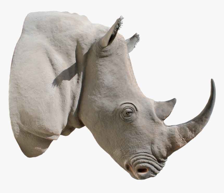 24798 - White Rhino Head Transparent Background, HD Png Download, Free Download