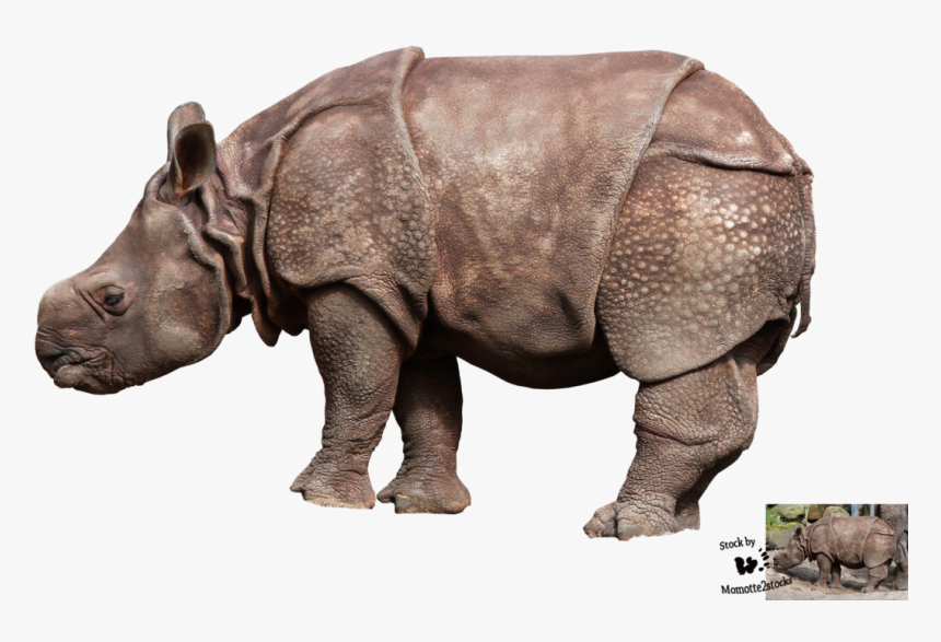 Baby Rhino Transparent Background, HD Png Download, Free Download