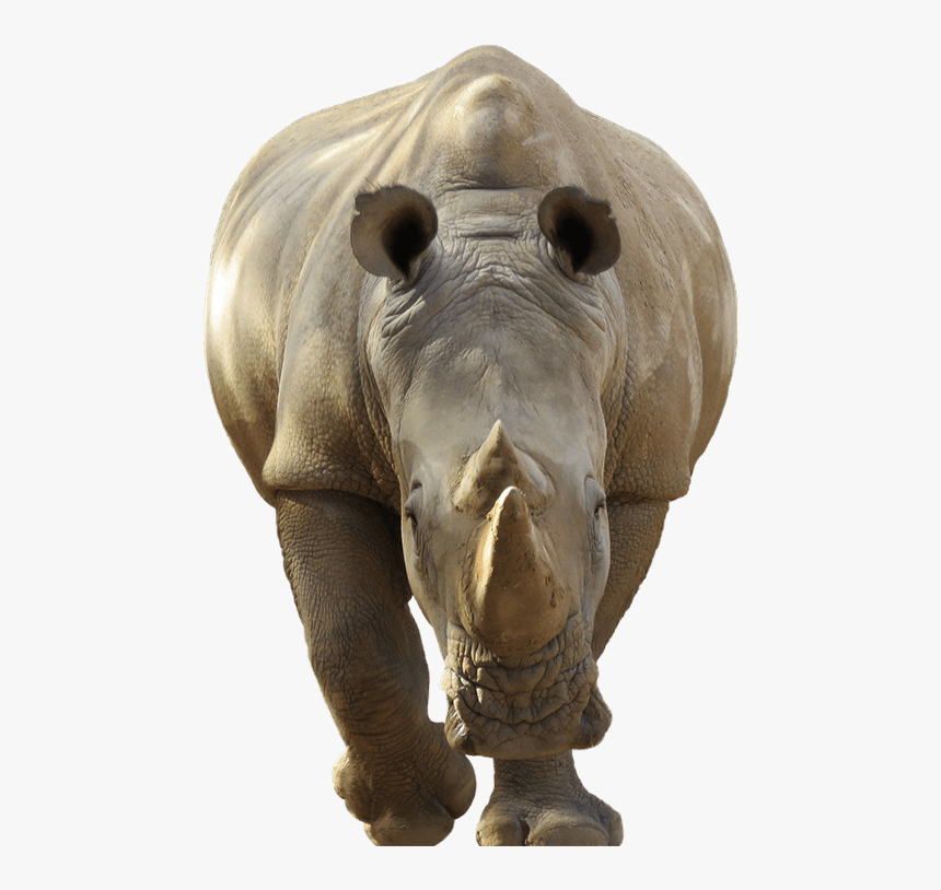 Rhino Head White Background, HD Png Download, Free Download