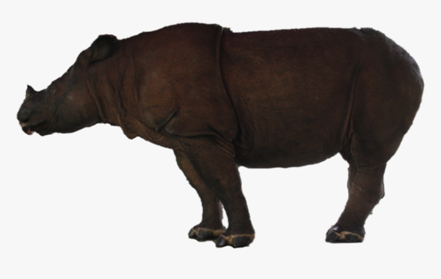 Rhino Free Png Image - Indian Rhinoceros, Transparent Png, Free Download