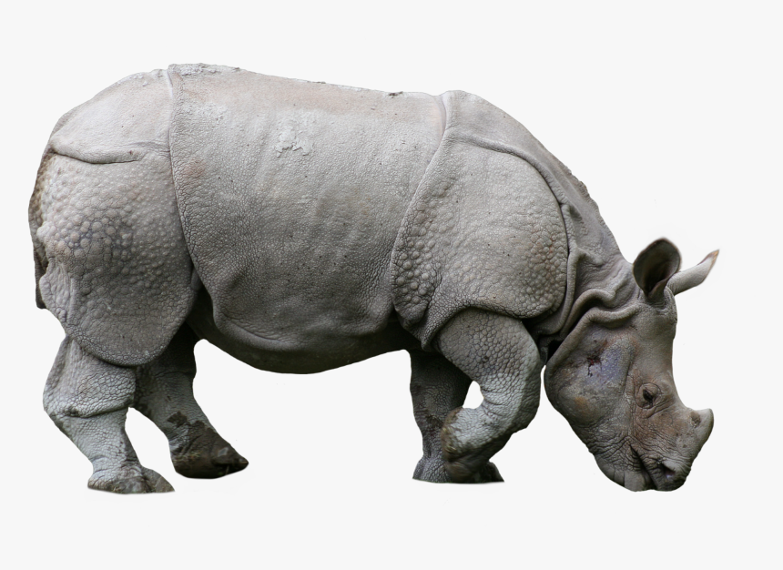 #rhino #animals #nature #sticker #png, Transparent Png, Free Download