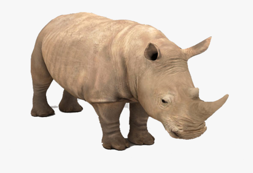 Rhino Png Background - Black Rhinoceros, Transparent Png, Free Download