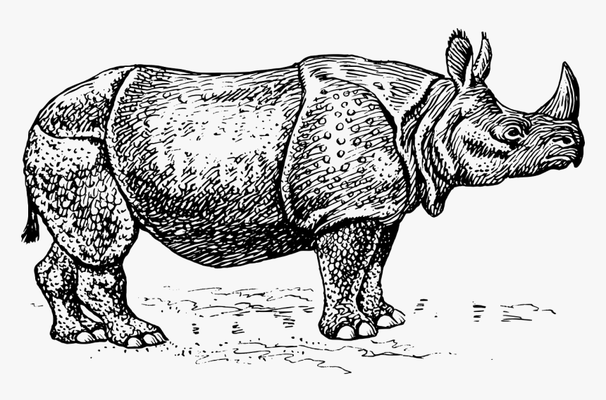 Javan Rhino Black And White, HD Png Download, Free Download