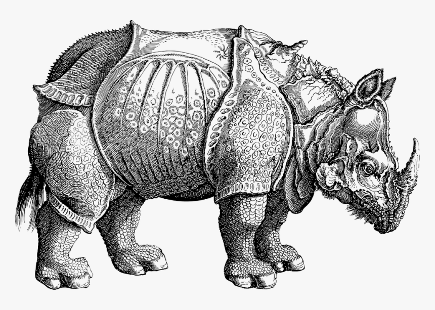 Rhino, Rhinoceros, Vintage, Line Art, Animal, Africa - Albrecht Durer's Rhinoceros, HD Png Download, Free Download