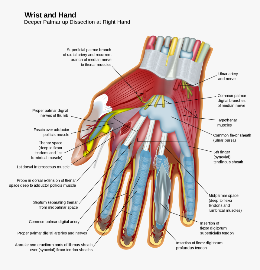 Wrist And Hand , Png Download - Muscles In Hand, Transparent Png, Free Download