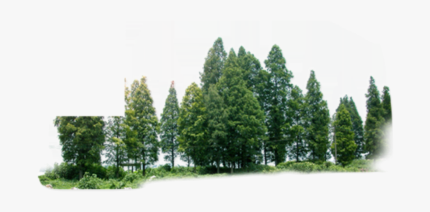 #treeline #tree #line #trees - Tree Forest Png, Transparent Png, Free Download
