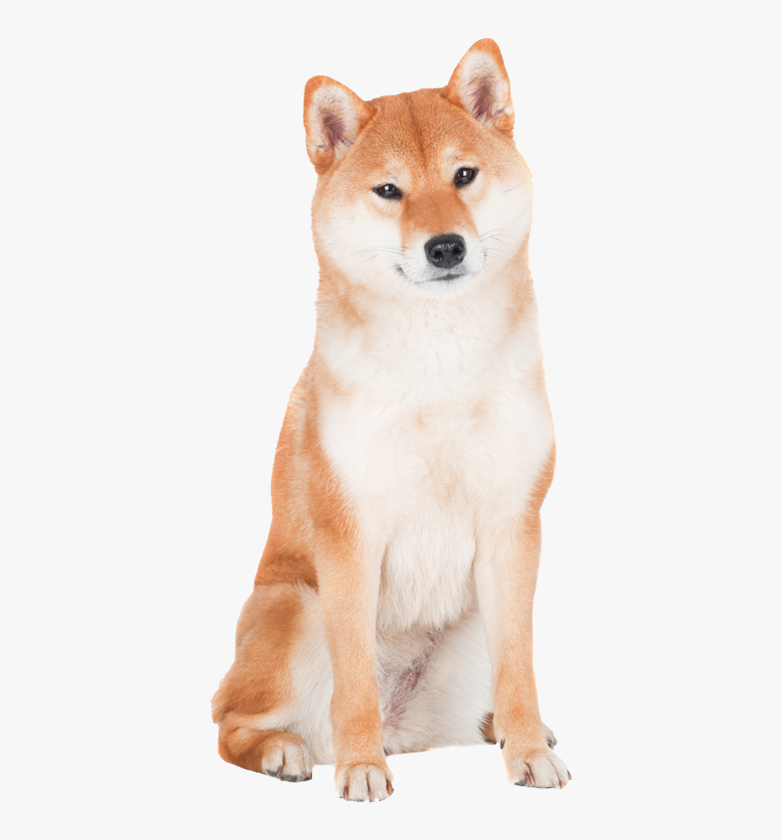 Shiba Inus Transparent Background, HD Png Download, Free Download