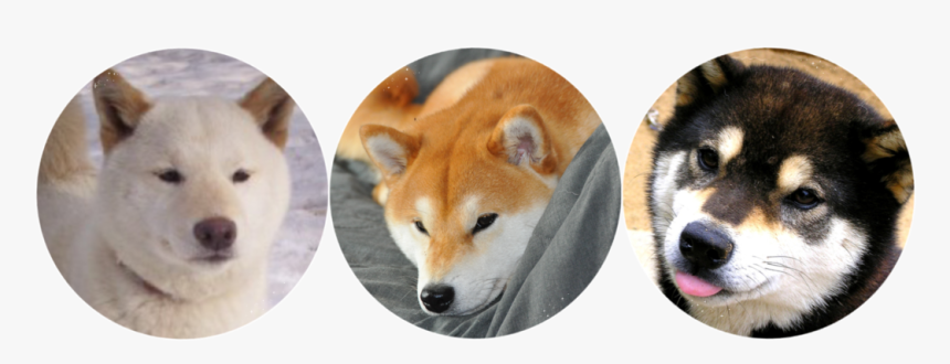 Transparent Shiba Inu Png - Shibe Drawing Transparent, Png Download, Free Download