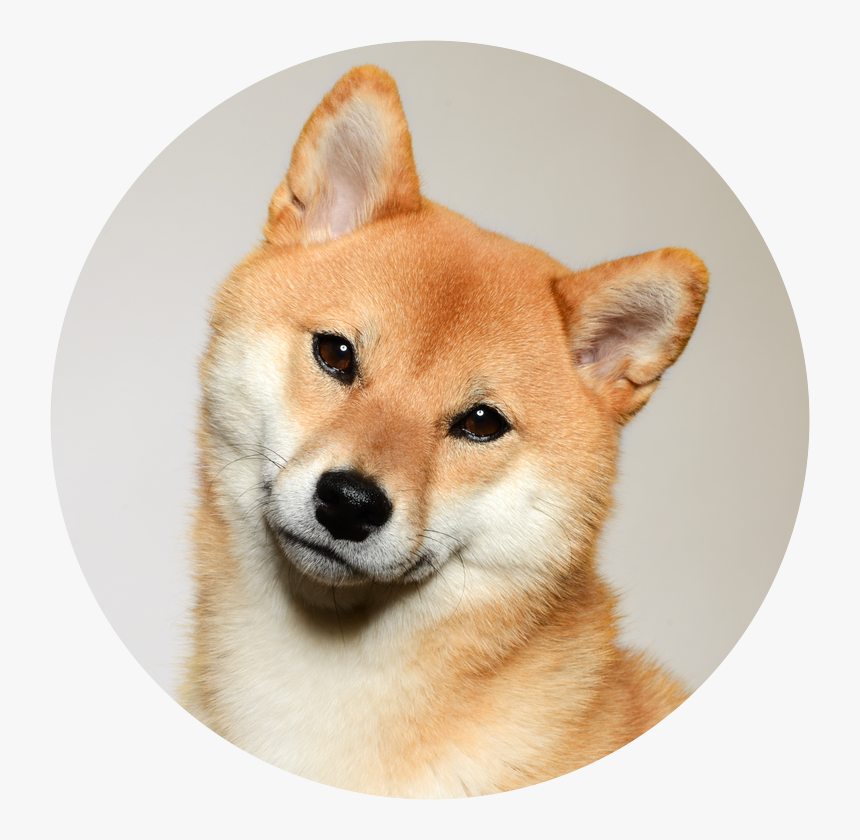 Transparent Shiba Inu Clipart - Shiba Inu Transparent Cartoon, HD Png Download, Free Download