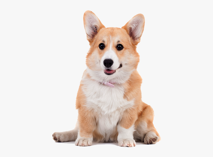 Pembroke Welsh Corgi Cardigan Welsh Corgi Shiba Inu - Pembroke Welsh Corgis Png, Transparent Png, Free Download