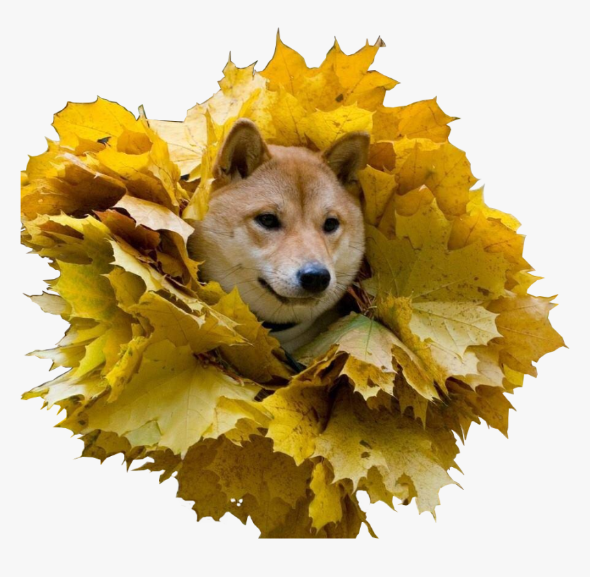 Clip Art Pomeranian Shiba Inu - Shiba Inu And Autumn, HD Png Download, Free Download