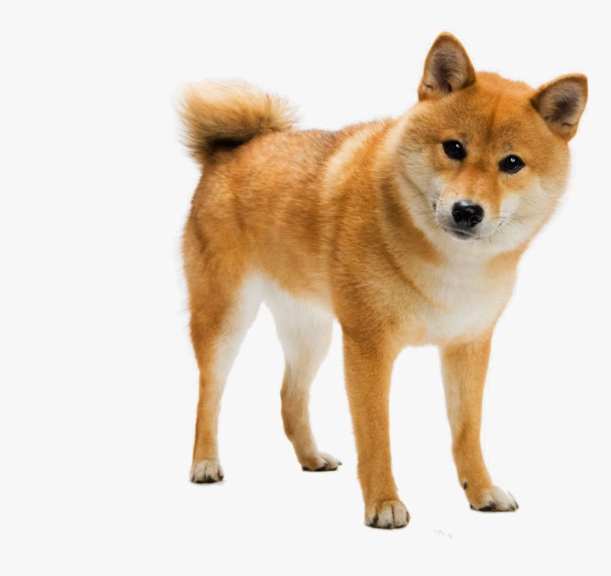 #dog
#cute
#puppy - Shiba Inu Png, Transparent Png, Free Download