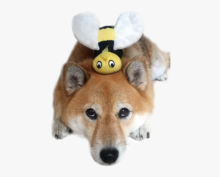 Shiba Inu Dog With Bee - Bee Shiba, HD Png Download, Free Download