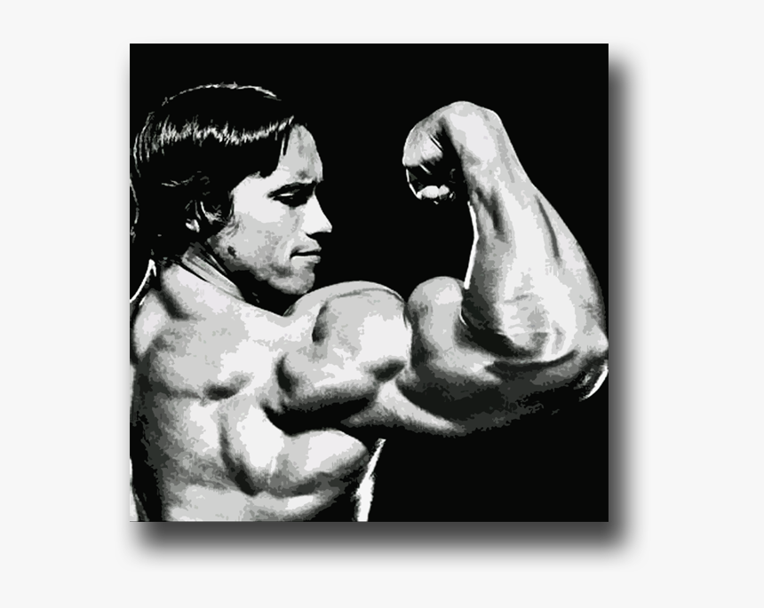 Image Of Arnold Schwarzenegger - Bodybuilding Fotos Arnold Schwarzenegger, HD Png Download, Free Download