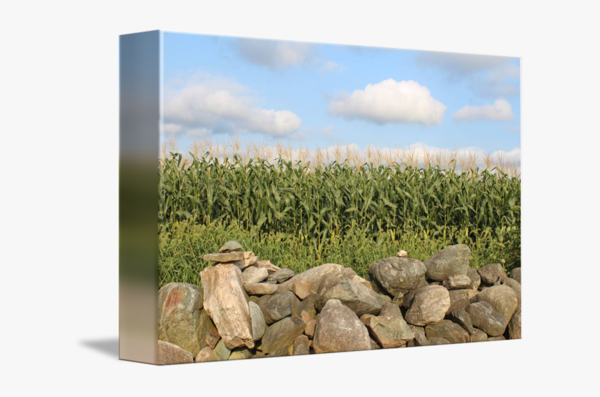 Transparent Grass Field Png - Grass, Png Download, Free Download