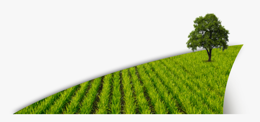 Paddy Field Png, Transparent Png, Free Download