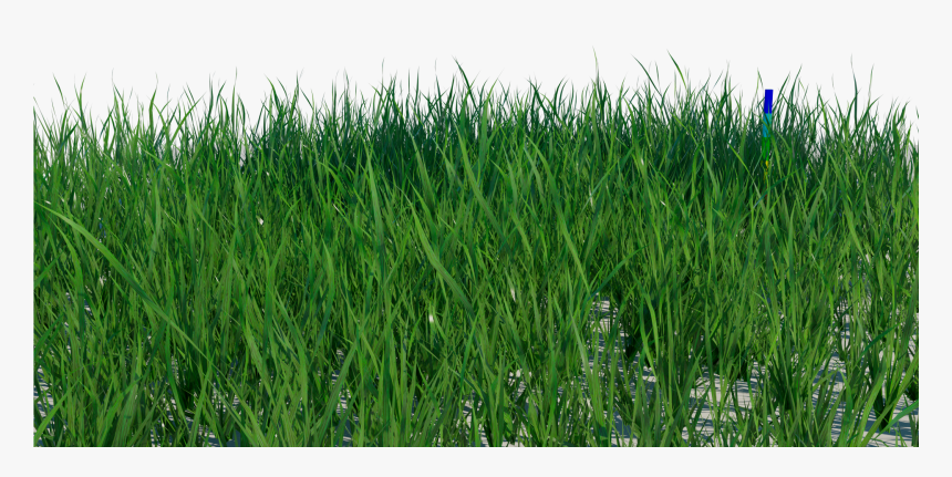 Transparent Grass Blade Texture Png - Grass Texture Png, Png Download, Free Download