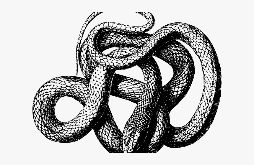 Drawn Serpent Snake Png - Black Mamba Png, Transparent Png, Free Download
