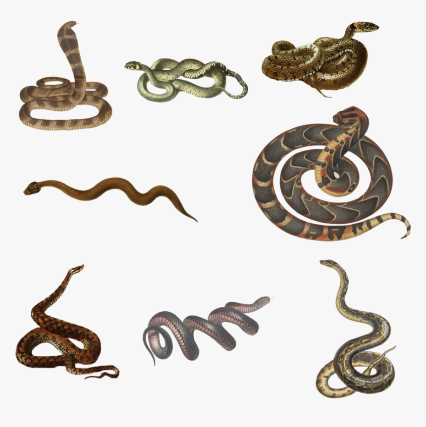 Black Snake, Pseudechis Porphyriacus , Png Download - Black Snake, Pseudechis Porphyriacus, Transparent Png, Free Download