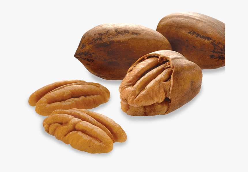 Nut Transparent Images - Tree Nuts Png, Png Download, Free Download
