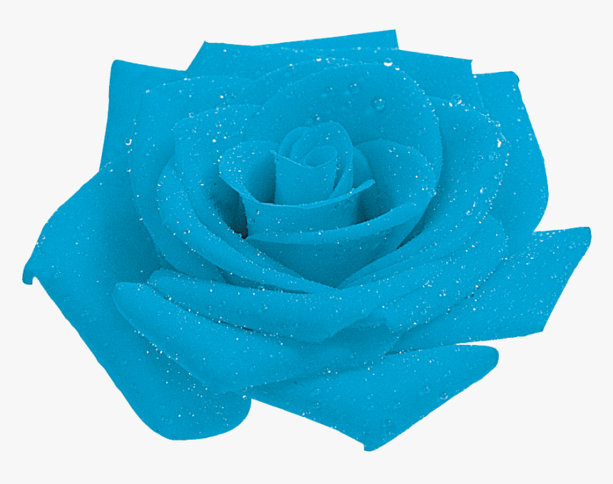 Blue Rose Garden Roses Petal - Blue Rose, HD Png Download, Free Download