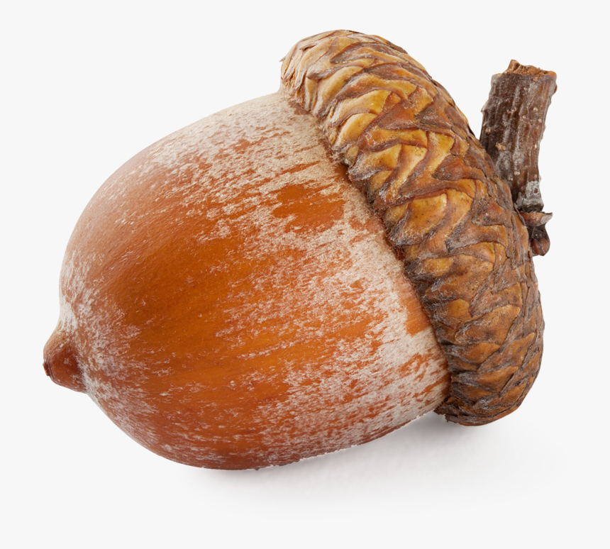 Download Acorn Png - Acorn Transparent Png, Png Download, Free Download