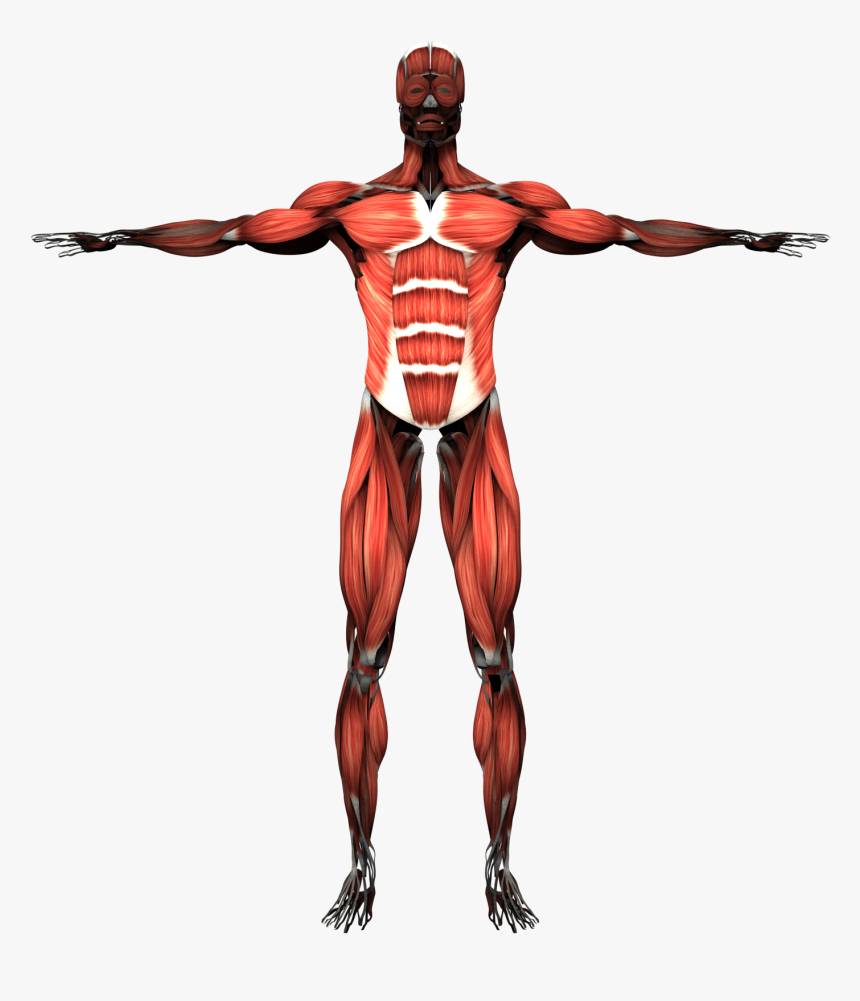 Muscular System Skeletal Muscle Human Body Human Skeleton - Human Body Systems Transparent Background, HD Png Download, Free Download