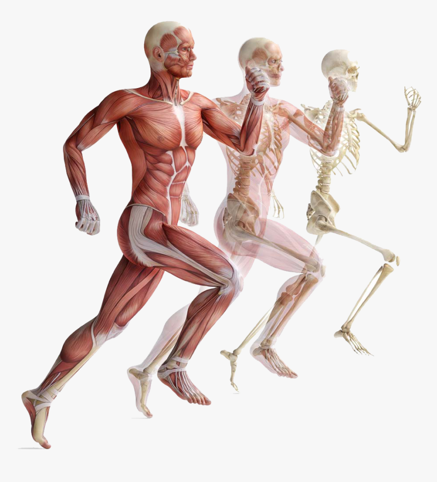 Muscle Anatomy Png - Muscular System Png, Transparent Png, Free Download